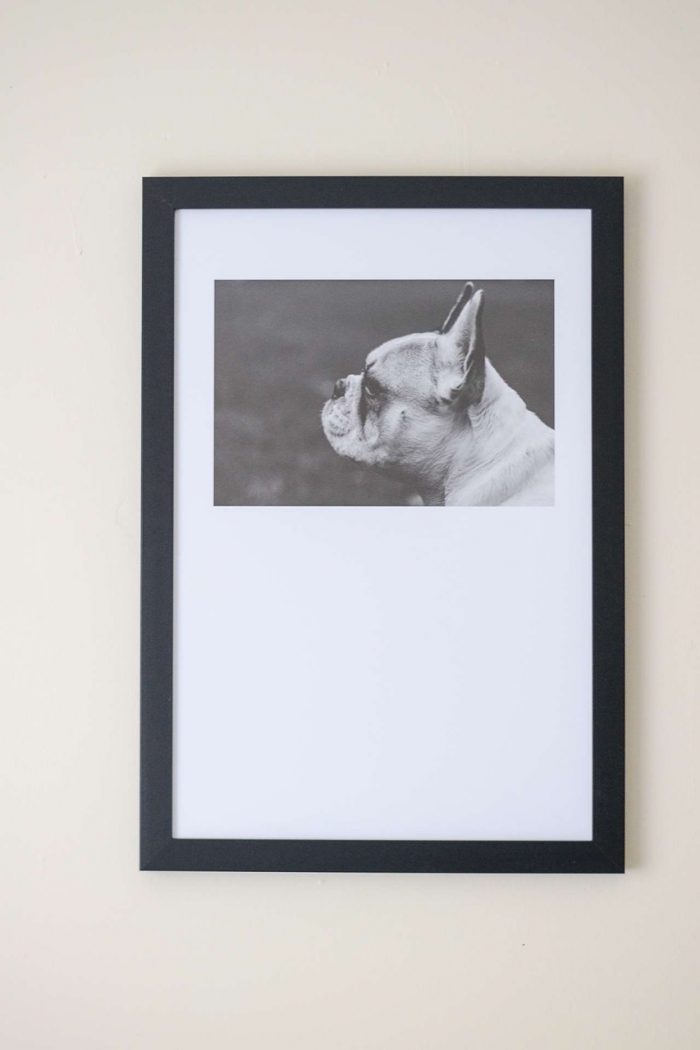 Frame Your Furry Friend: Inspo For Your Pet Picture Frames