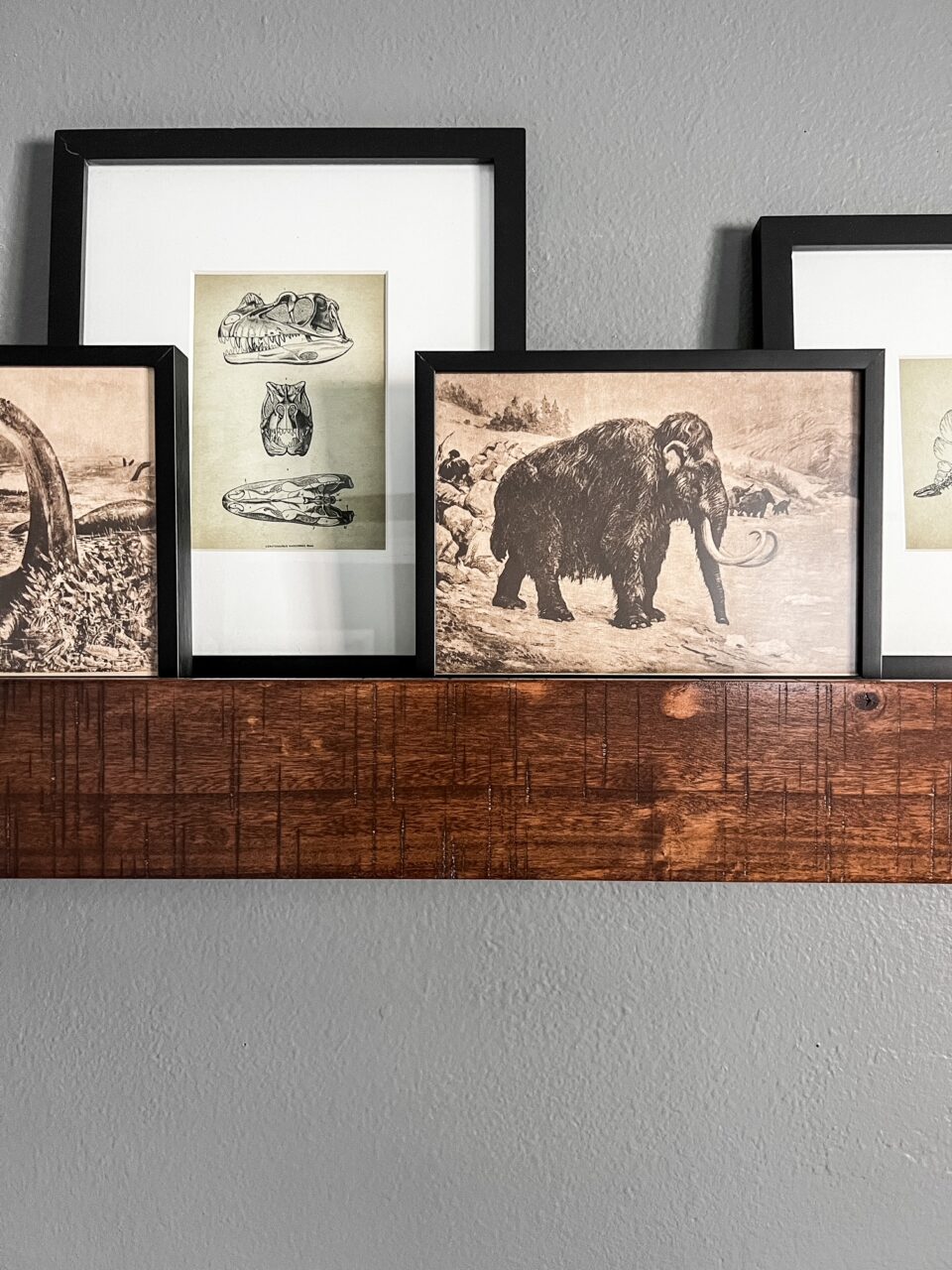 vintage animal prints in black picture frames