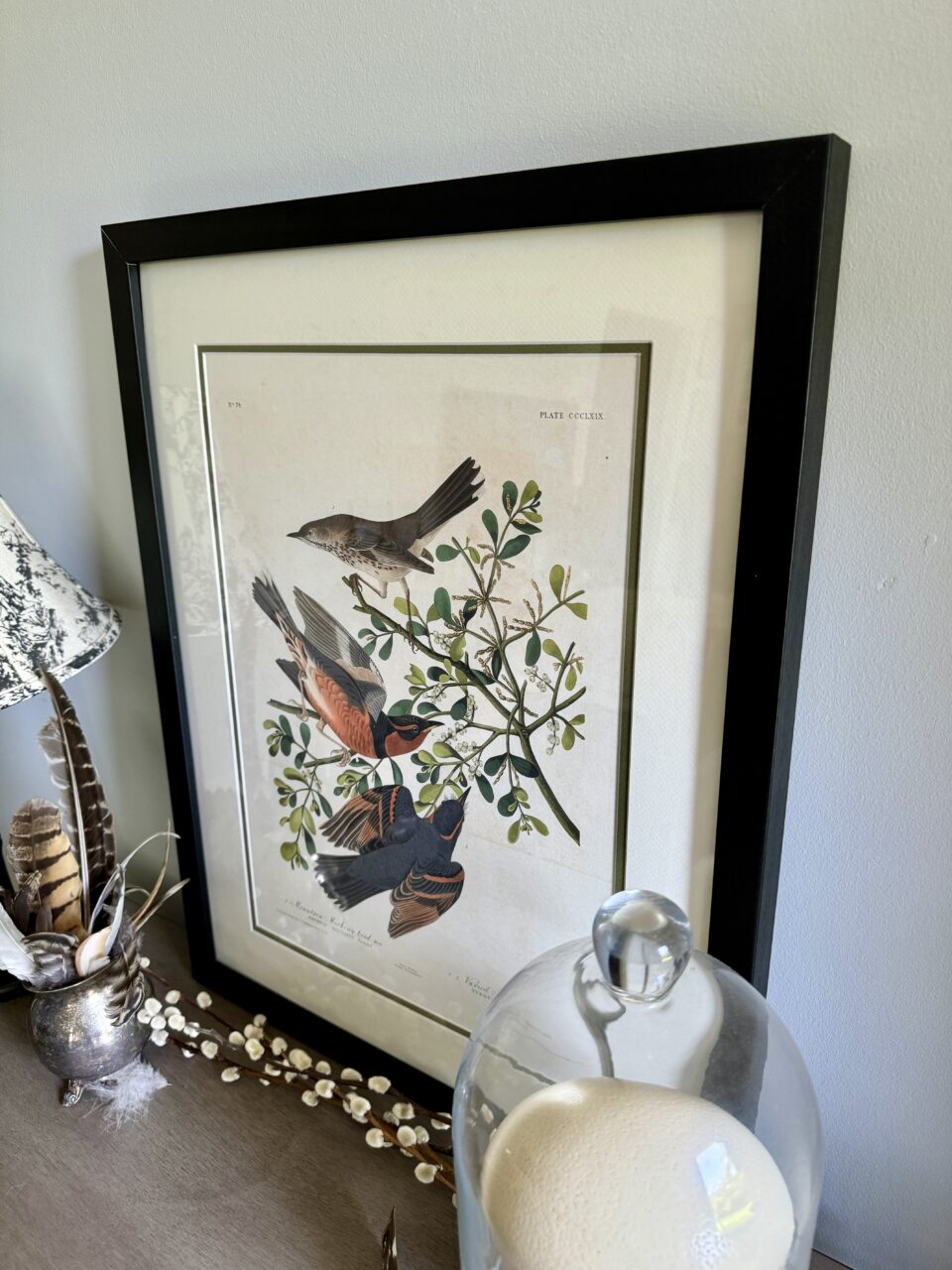 bird illustration with a black picture frame