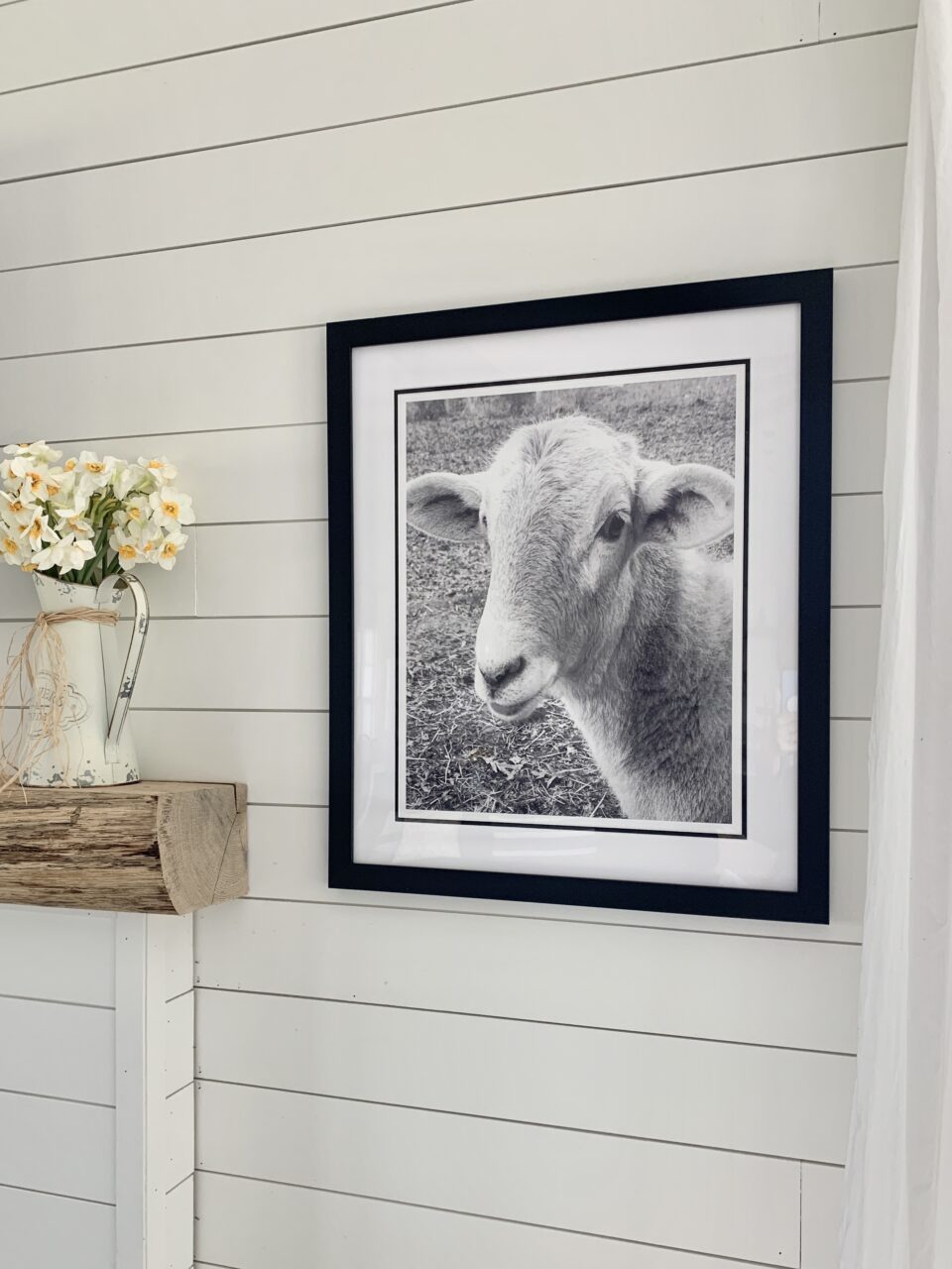 a sheep in a black picture frame