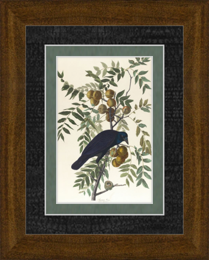 Botanical Bird Print in dark wood frame