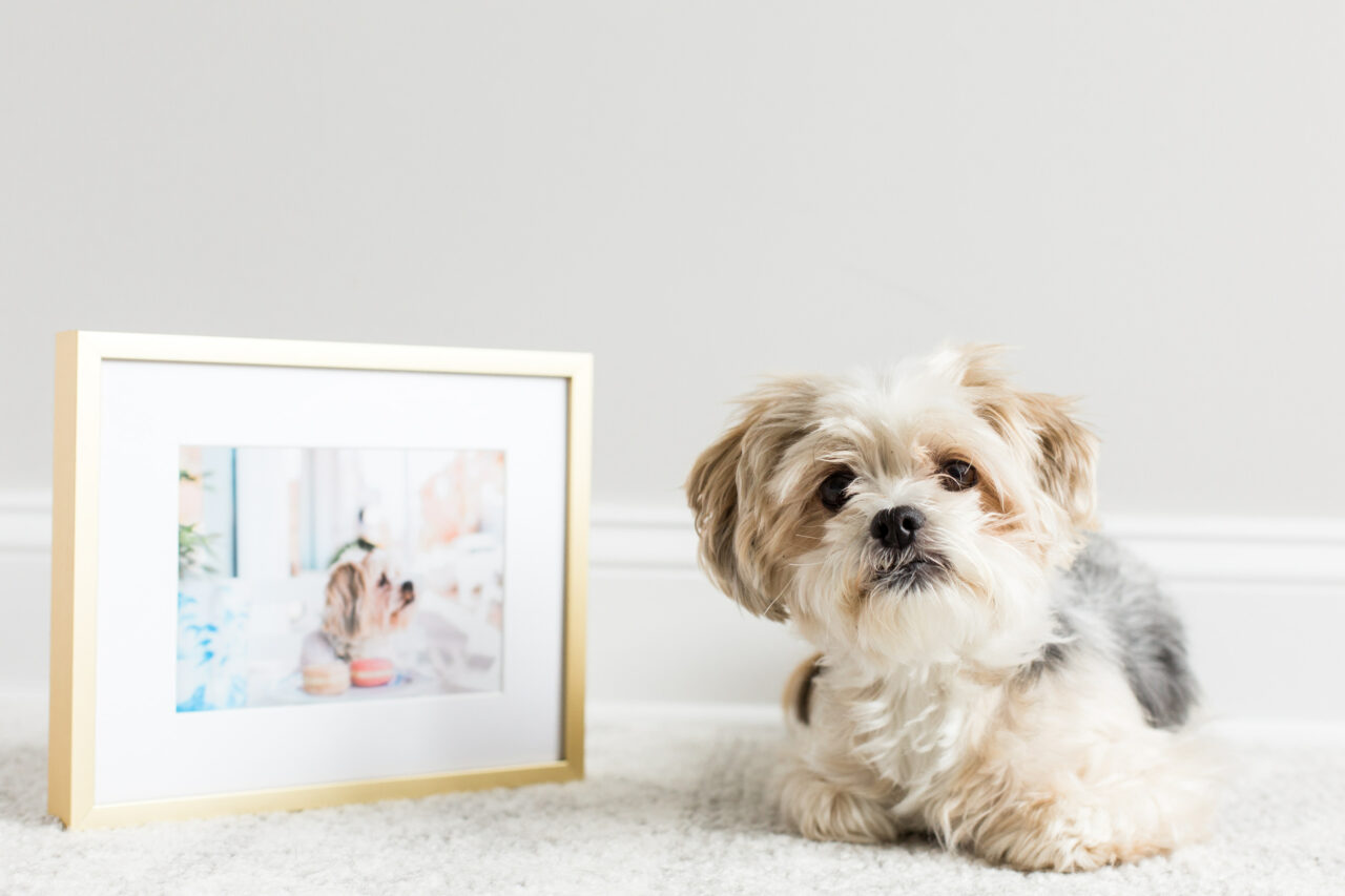 pet portrait in gold frame
