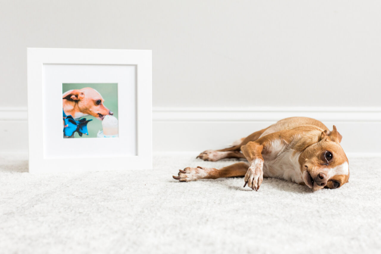 pet portrait in white frame
